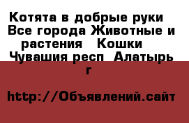 Котята в добрые руки - Все города Животные и растения » Кошки   . Чувашия респ.,Алатырь г.